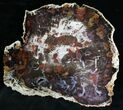 Beautiful Hubbard Basin Petrified Wood Slab - #28301-1